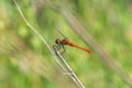 Wild dragonfly Royalty Free Stock Photo