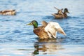 Wild drake swimming in the lake with his wings in the air. Brown ducks. Duck in the water.