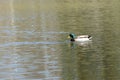 Wild drake swims in the city pond on a sunny day Royalty Free Stock Photo