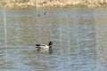 Wild drake swims in the city pond on a sunny day Royalty Free Stock Photo