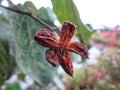 wild dried fruit texture on the riverbird in the village