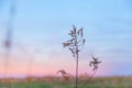 Wild Dried Grasses in Pastel Pink Dusk Light with Blue Sky over