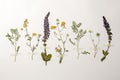 Wild dried meadow flowers