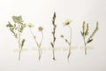 Wild dried meadow flowers on white background Royalty Free Stock Photo