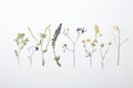 Wild dried meadow flowers on white background Royalty Free Stock Photo