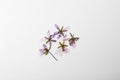 Wild dried meadow flowers on white background, top view Royalty Free Stock Photo