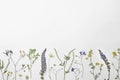 Wild dried meadow flowers on white background Royalty Free Stock Photo