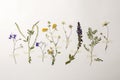 Wild dried meadow flowers on white background Royalty Free Stock Photo