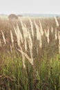 Wild dried plants in august on the background of wild nature, agrarian field with mown cereals and rolls of straw Royalty Free Stock Photo