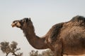 Wild Dromedary in the Moroccan desert