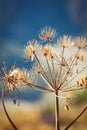 Wild dry dill with cyme inflorescence