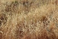 Wild dry grass on the wind. Royalty Free Stock Photo
