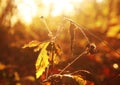 Wild dry herbs in a soft rays of the setting sun. Autumn macro image with soft colorful bokeh Royalty Free Stock Photo