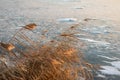 Wild dry reeds on blue ice of frozen lake sunset Royalty Free Stock Photo