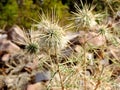 Wild dry thorny bushes growing in a forest in India