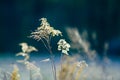 Wild dry weed