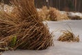 Wild and dryied Grass in the winter time by the lake bank. Royalty Free Stock Photo