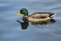 Wild duck