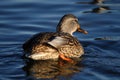 Wild duck Royalty Free Stock Photo