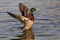 wild duck Royalty Free Stock Photo