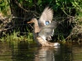 Wild duck (Anas platyrhynchos)