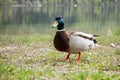 Wild duck Anas platyrhynchos bird at the shore of Bohinj lake in Slovenia Royalty Free Stock Photo