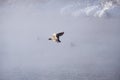 Wild duck Anas platyrhynchos fly in mist on altai lake
