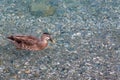 Wild duck on autumn leaves lake, South Island , New Zealand Royalty Free Stock Photo