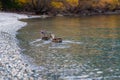 Wild duck on autumn leaves lake, South Island , New Zealand Royalty Free Stock Photo