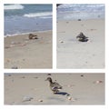 Wild duck Baltic beach Collage National Park Royalty Free Stock Photo