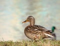 Wild duck on the bank of the lake