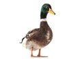 Wild duck bird