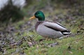 Wild duck bird grass background