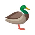 Wild duck bird flat style vector illustration