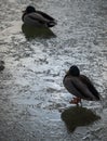 Wild duck birds walking on the fresh textured ice of an icy lake Royalty Free Stock Photo