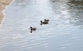 A wild duck with a brood of ducklings floating near the lake shore Royalty Free Stock Photo