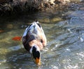 Wild duck catches food from the water