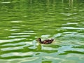 Wild Duck on the Chios Lake , Central Park , Cluj-Napoca