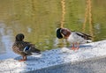 Wild duck couple next to a pond