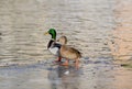 Wild duck couple Royalty Free Stock Photo