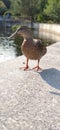 wild duck crawled out on the lake shore Royalty Free Stock Photo