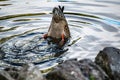 The wild duck dives into the city pond for food. Duck bottom