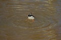 Wild duck dives in dark water in search of food