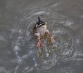 Wild duck dives into muddy water