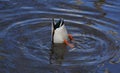 Wild duck dives into the water for food