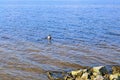 Wild duck dives into the water. One male of mallard is searching for food under water. Beautiful spring morning near Dnipro River