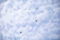 A flock of wild ducks flying through the sky. Royalty Free Stock Photo