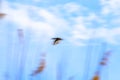 Wild duck flying in the sky. Royalty Free Stock Photo