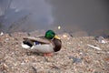 Wild duck Drake on the lake shore in autumn blurred Royalty Free Stock Photo