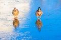 Wild duck and drake walk on thin ice. Royalty Free Stock Photo